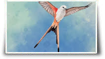 Wingspan : Du jeu de plateau au jeu vidéo