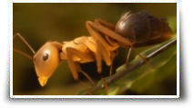 Les fourmis : Du roman au jeu vidéo
